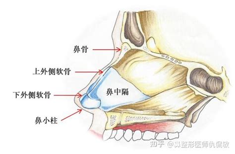 鼻頭中間凹|鼻子中间那个软骨左边摸上去是凹下去的怎么回事